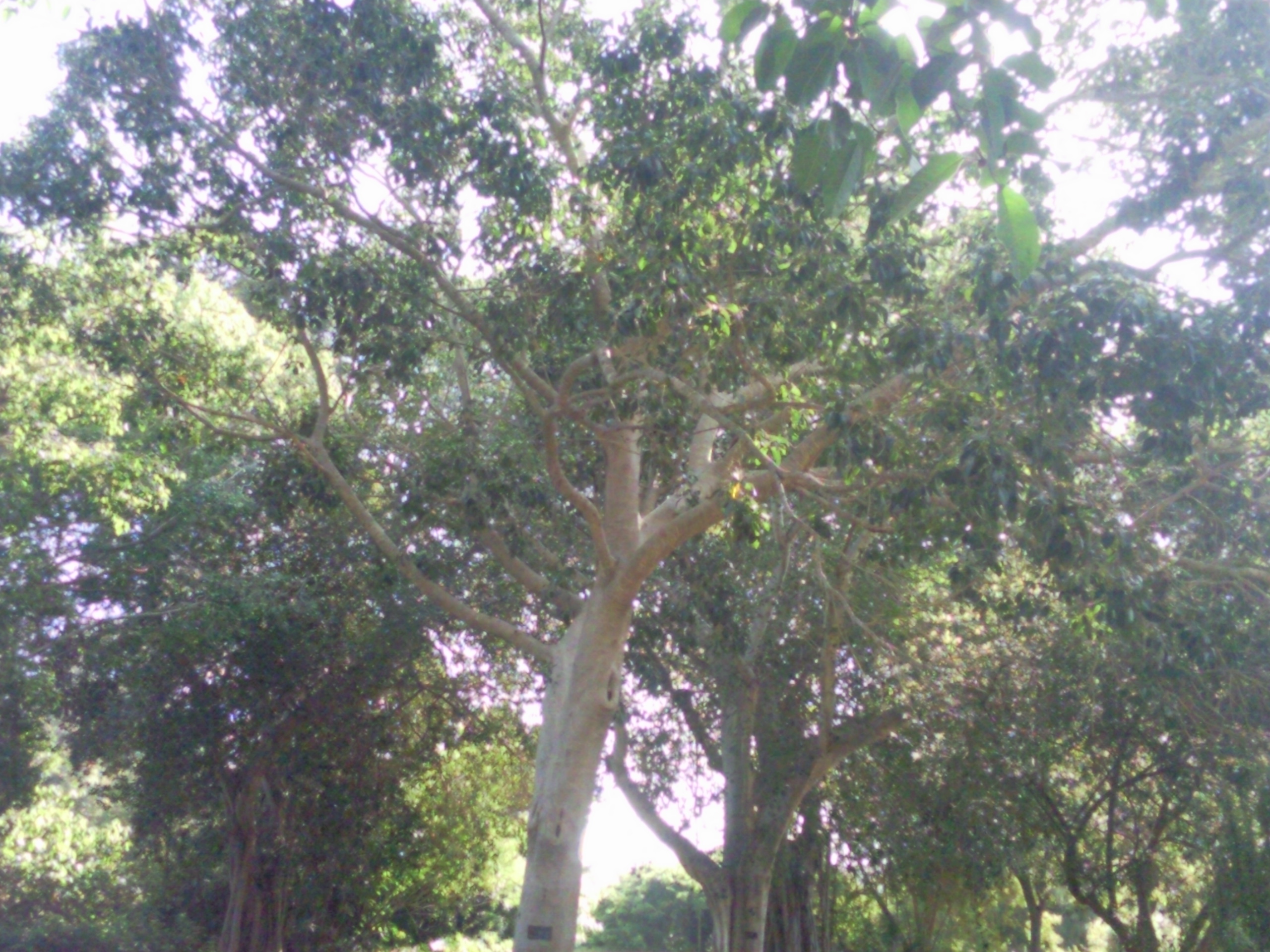 ficus hili
